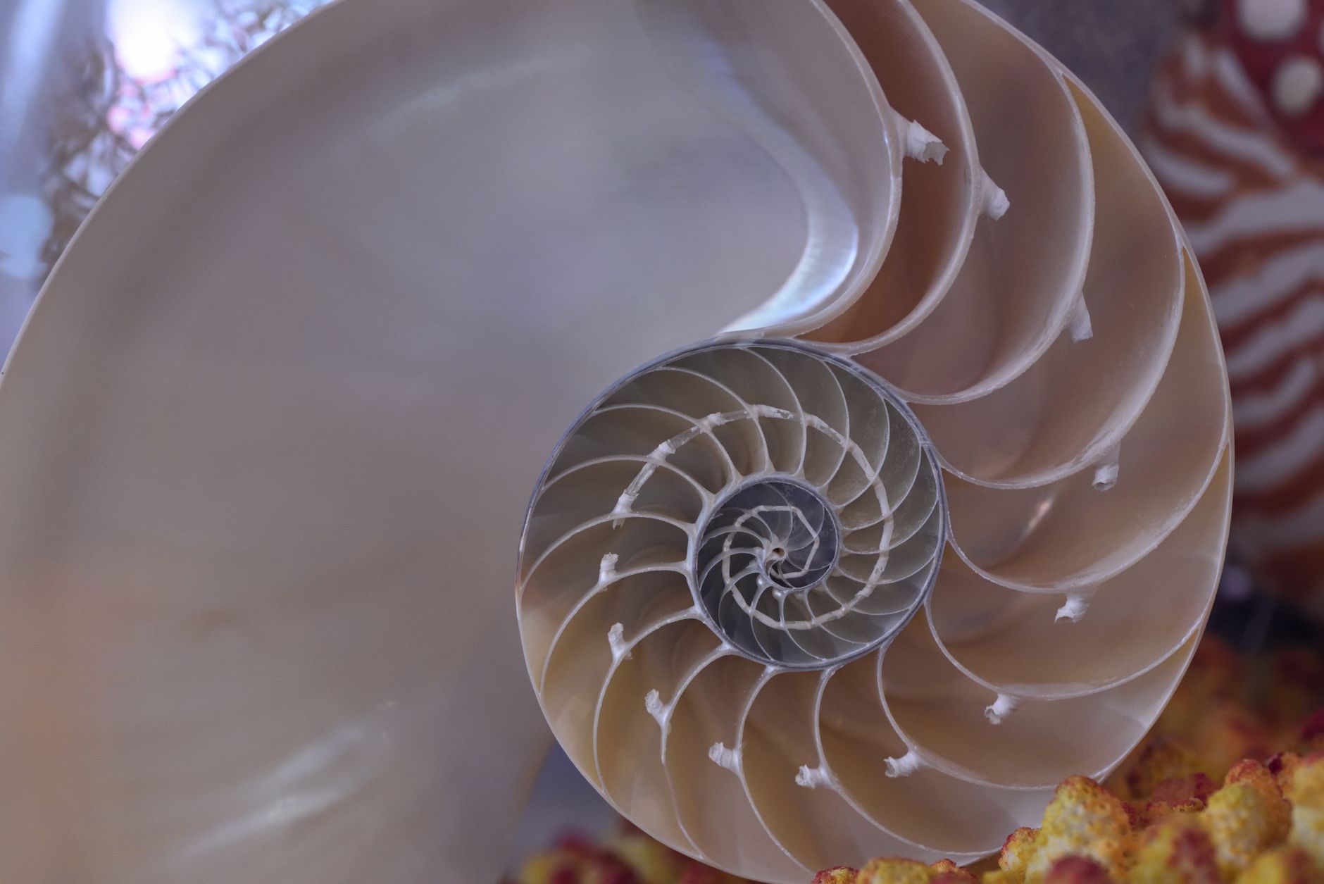 Intricate close-up of a nautilus shell showcasing its spiral pattern and chambers.