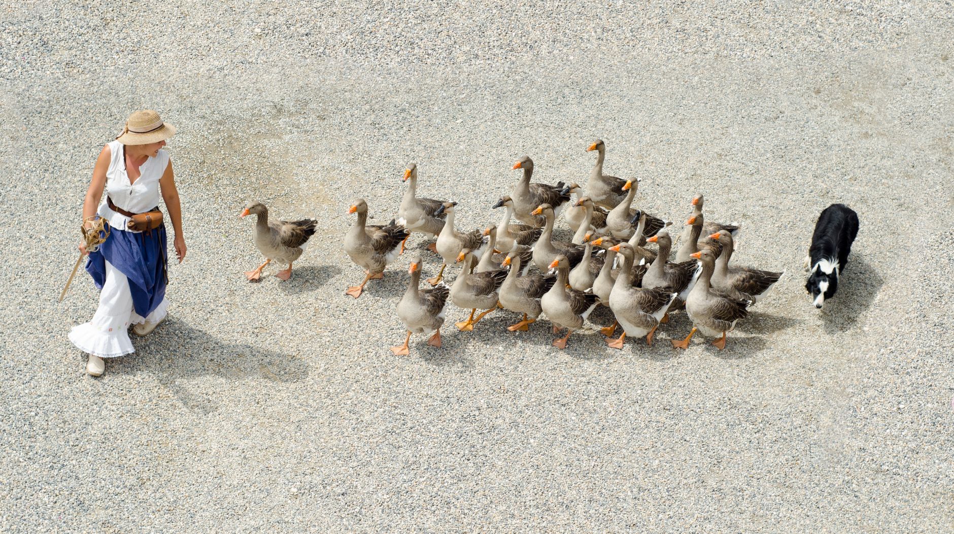 Aerial view of woman herding geese with a border collie on a gravel path.