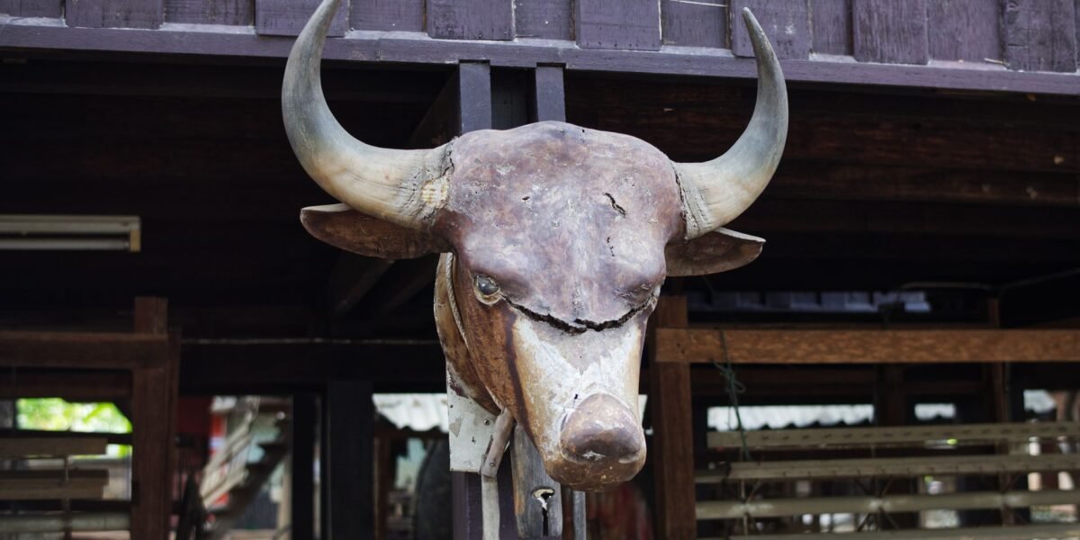Close-up of a rustic bull head wall decor at an outdoor location in Chiang Mai, Thailand.