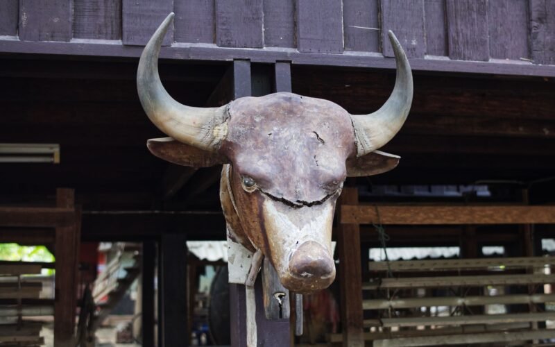 Close-up of a rustic bull head wall decor at an outdoor location in Chiang Mai, Thailand.