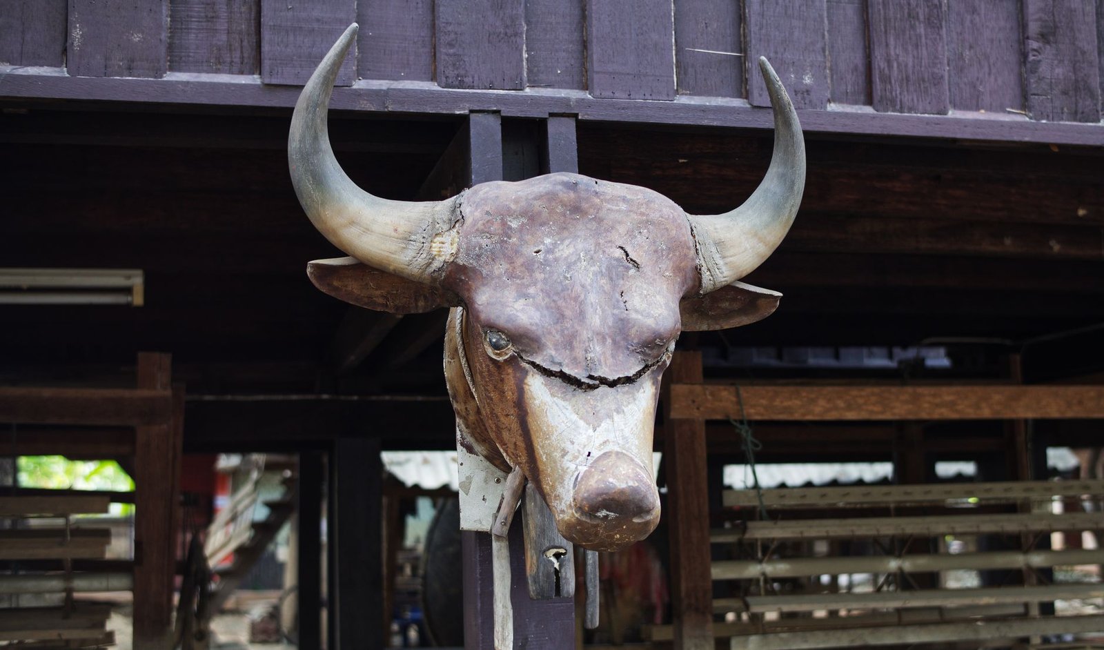 Close-up of a rustic bull head wall decor at an outdoor location in Chiang Mai, Thailand.